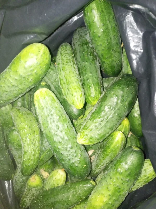 Огурцы