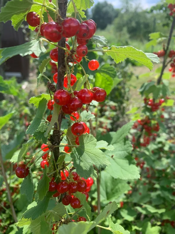 Красная смородина