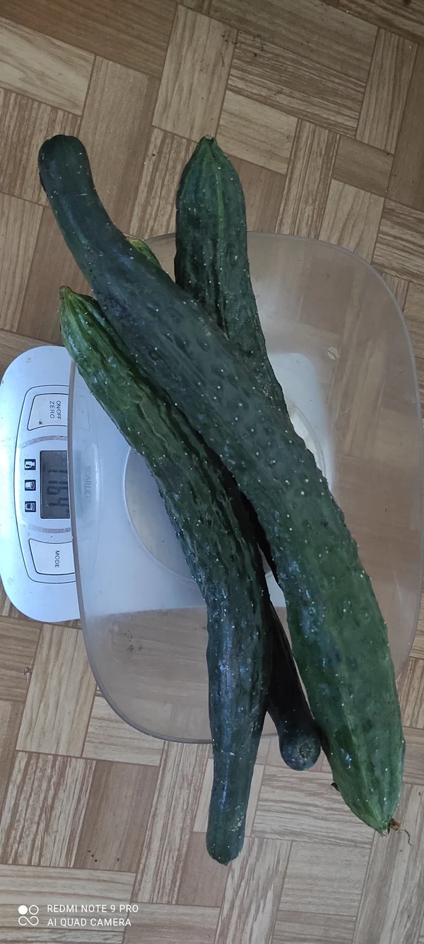 Огурцы домашние, сорт Китайский змей