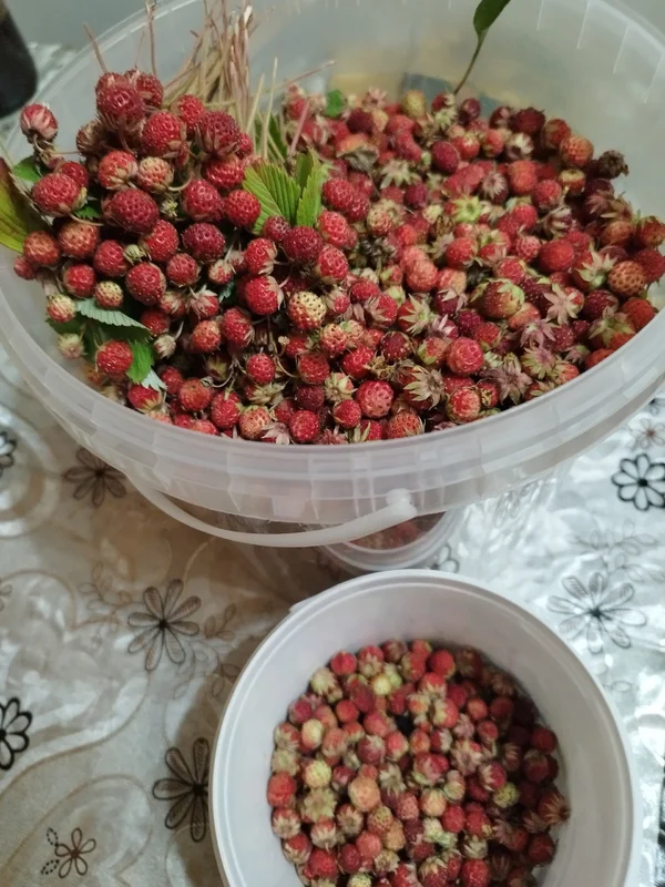 Земляника луговая