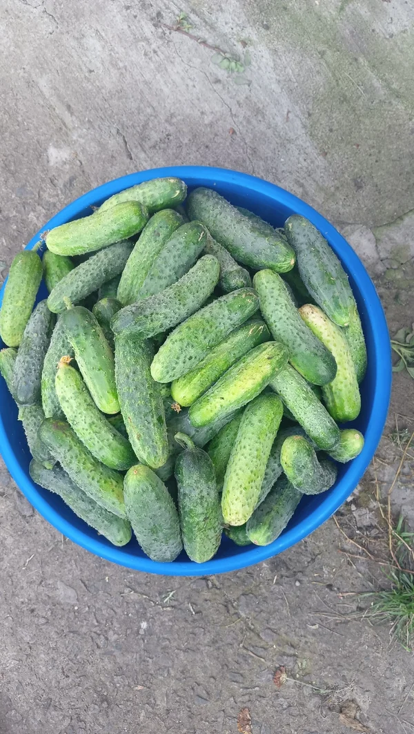 Огурцы