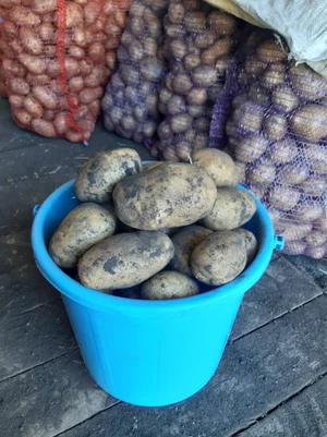 Картофель