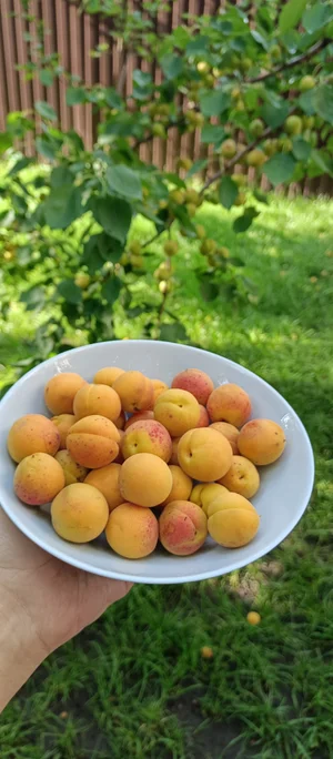 Абрикосы