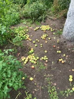 Яблоки грушовка