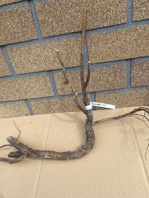 Корни пиона Хиллари