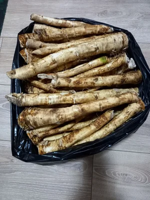 Корень хрена