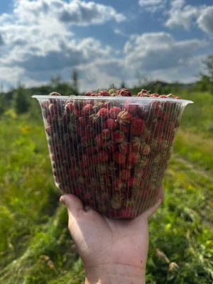 Земляника полевая
