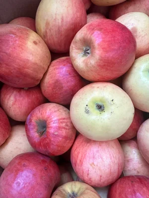 Яблоки сорт Лиголь