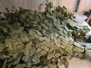 Эвкалиптовый веник круглолистный