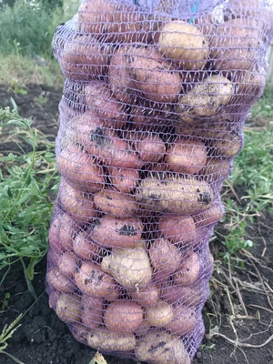 Картофель