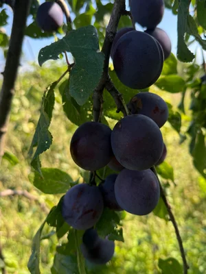 Сливы