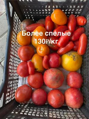 Огурцы корнишоны