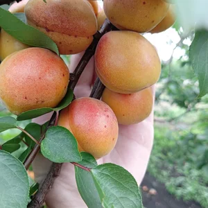 Абрикосы