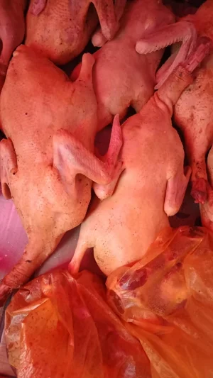 Домашние молодые петушки