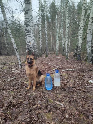 Березовый сок