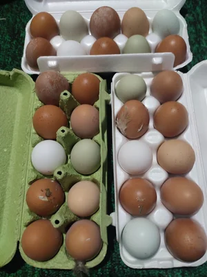 Кабачки