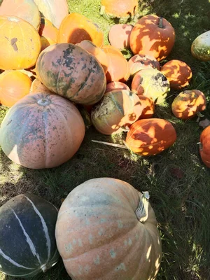 Картофель