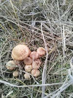 Опята маринованные