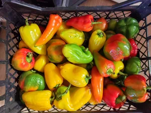 Помидоры Черри (чёрные)