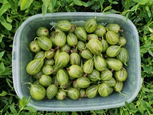 Крыжовник