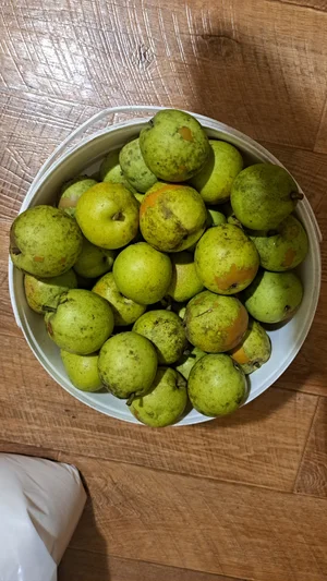 Яблоки