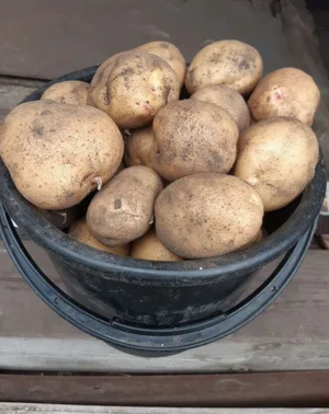 Картофель