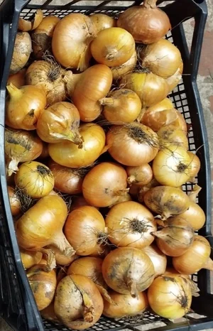 Лук