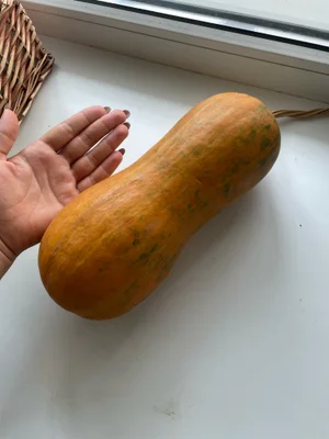 Тыква