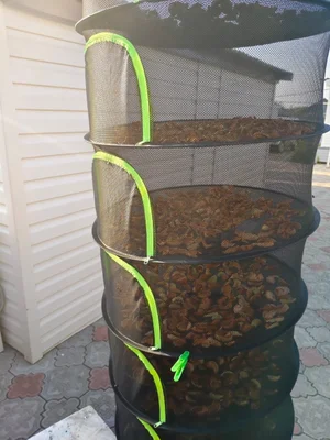 Домашние куриные яйца