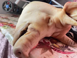 Свинина домашняя