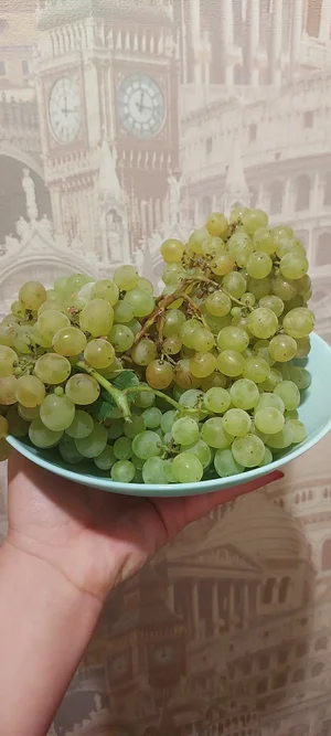 Домашний виноград