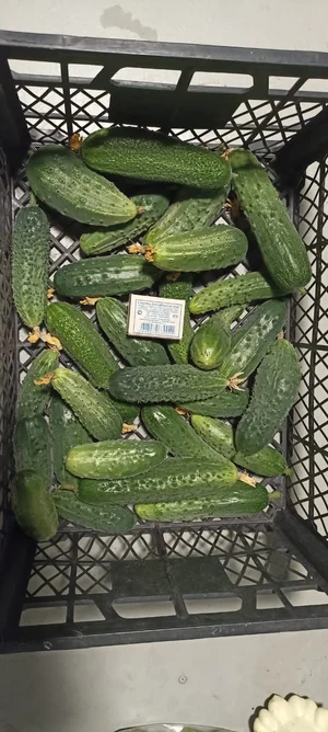 Огурцы