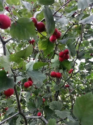 Огурцы