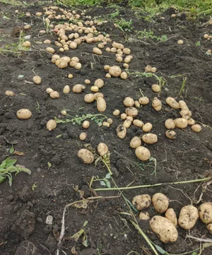 Картофель