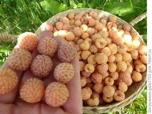 Саженцы малины