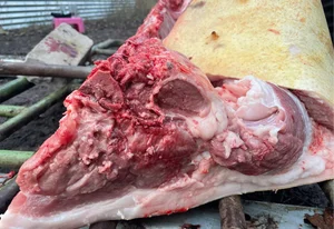 Свинина (четвертинки передней части)