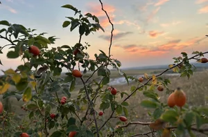 Шиповник