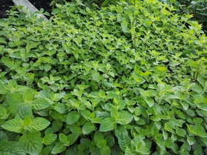 Лук