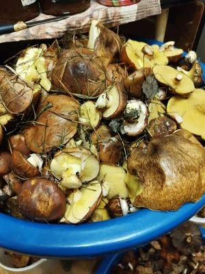 Маринованные маслята