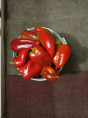 Картофель