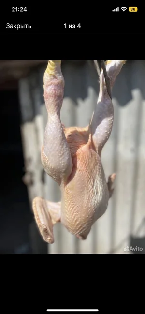 Домашний бройлер