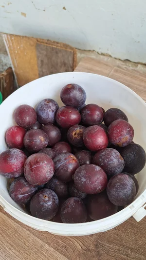 Слива