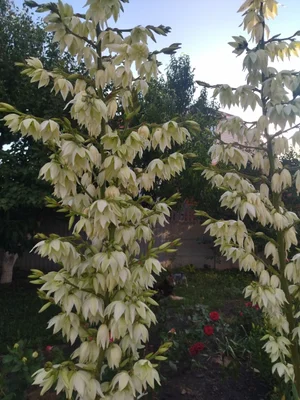 Саженцы Юкки нитчатой