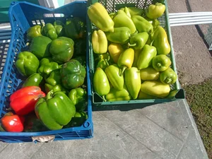 Перец мясистый зеленый
