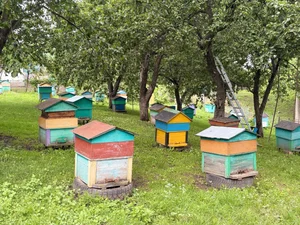 Мед майский