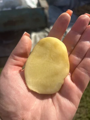 Картофель