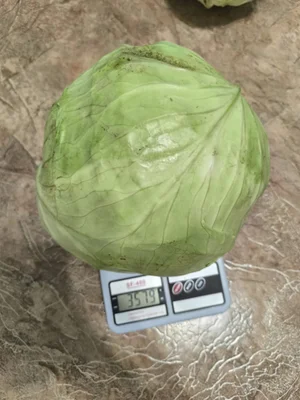 Капуста
