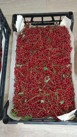 Смородина красная