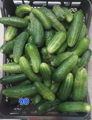 Огурцы отборные
