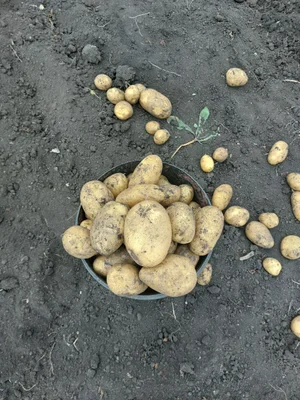 Домашний картофель